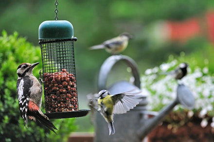 WhatAreGardenBirdsGreatSpottedWoodpeckerBlueTitGreatTitF15A29.jpg WhatAreGardenBirdsGreatSpottedWoodpeckerBlueTitGreatTitF15A29.jpg