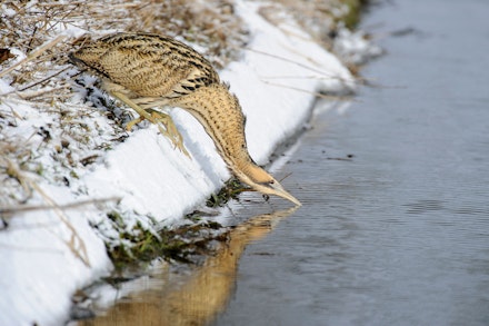 Bittern Bittern