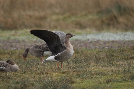 Tundra Bean Goose Tundra Bean Goose