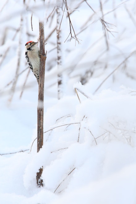 Lesser Spotted Woodpecker Lesser Spotted Woodpecker