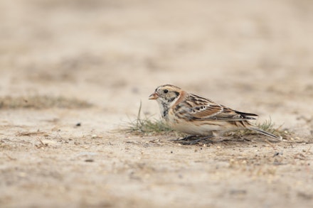 Lapland Bunting Lapland Bunting