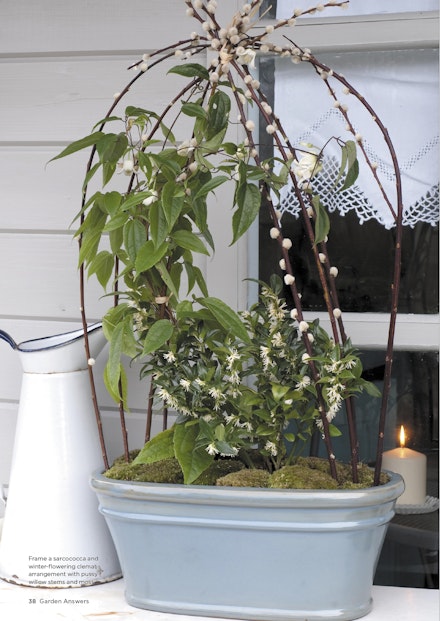 Creative winter container display using using clematis, sarcococca and pussy willow stems Creative winter container display using using clematis, sarcococca and pussy willow stems