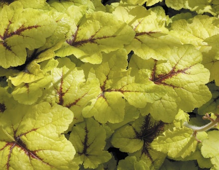 Heucherella ‘Catching Fire’ Heucherella ‘Catching Fire’