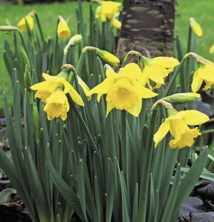 Narcissus ‘Rijnveld’s Early Sensation’ Narcissus ‘Rijnveld’s Early Sensation’