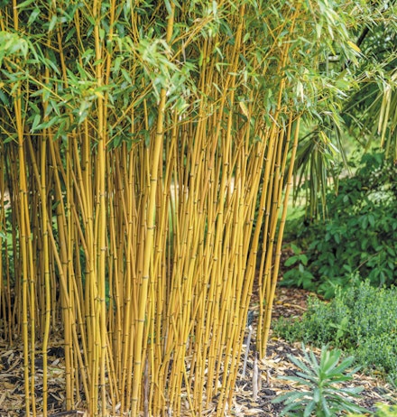 Phyllostachys aureocaulis Phyllostachys aureocaulis