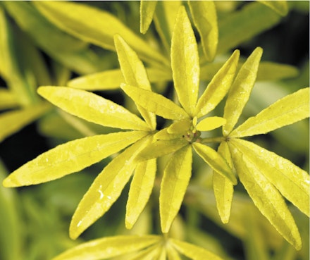 Choisya dewitteana ‘Goldfingers’ Choisya dewitteana ‘Goldfingers’
