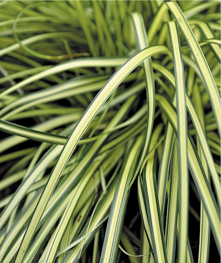 Carex oshimensis ‘Evergold’ Carex oshimensis ‘Evergold’