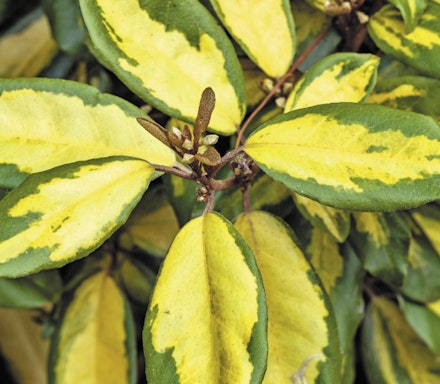 Elaeagnus pungens ‘Maculata’ Elaeagnus pungens ‘Maculata’