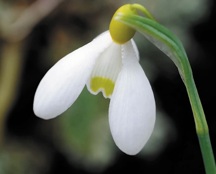 Galanthus ‘Spindlestone Surprise’ Galanthus ‘Spindlestone Surprise’