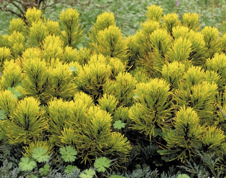 Pinus mugo ‘Carsten’s Wintergold’ Pinus mugo ‘Carsten’s Wintergold’