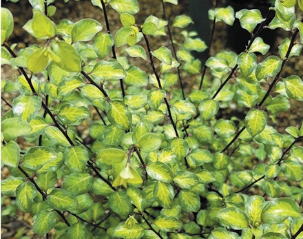 Pittosporum tenuifolium ‘Tandara Gold’ Pittosporum tenuifolium ‘Tandara Gold’