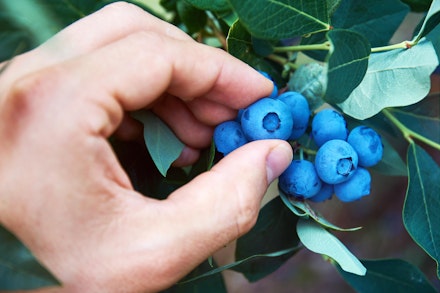 Huckleberries – wild blueberries Huckleberries – wild blueberries