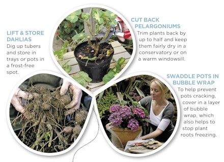 Protect tender plants from frost Protect tender plants from frost