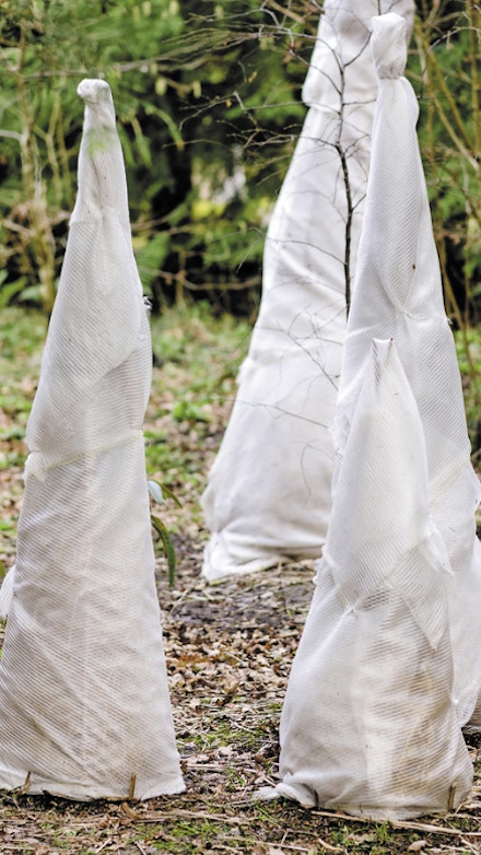 Fleece wigwams help protect tender plants in winter Fleece wigwams help protect tender plants in winter