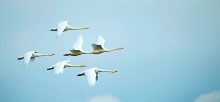 Whooper Swan Whooper Swan