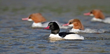 Goosander Goosander
