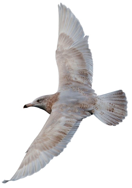 Glaucous Gull Glaucous Gull