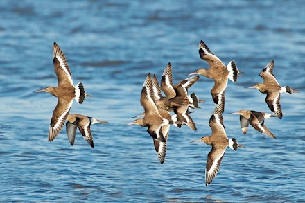 Black-tailed Godwit Black-tailed Godwit