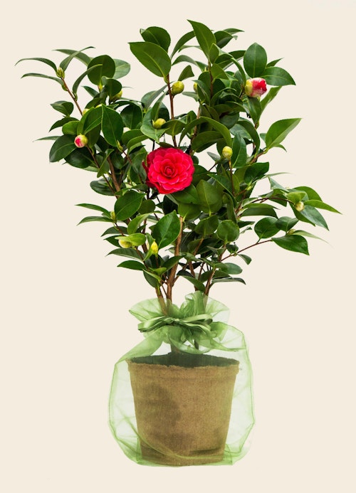 Camellia Love and Devotion Camellia Love and Devotion
