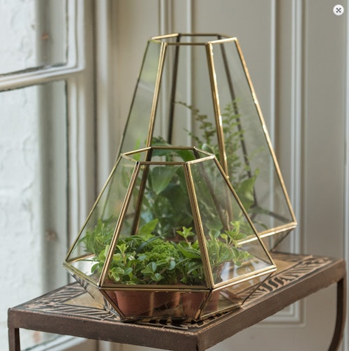 Terrarium with brass base tray Terrarium with brass base tray