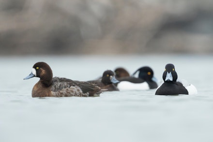 Scaup Scaup