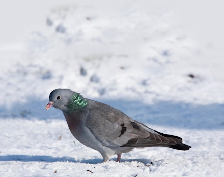 Stock Dove Stock Dove