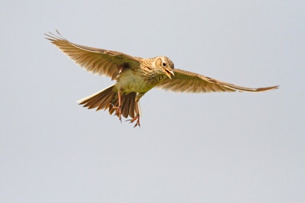 Sky Lark Sky Lark
