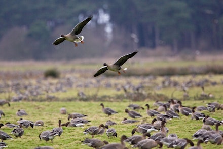 Pink-footed Goose Pink-footed Goose