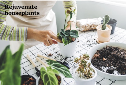 Rejuvenate houseplants Rejuvenate houseplants