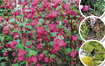 Prune straggly early-flowering shrubs Prune straggly early-flowering shrubs