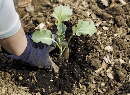 Planting out calabrese Planting out calabrese