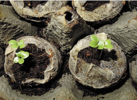 Calabrese sown in modules Calabrese sown in modules