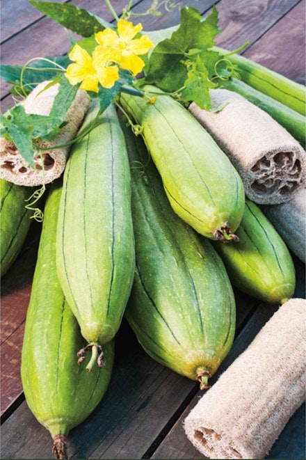Grow Luffas from seeds - £2.99 for 15 at Suttons Grow Luffas from seeds - £2.99 for 15 at Suttons