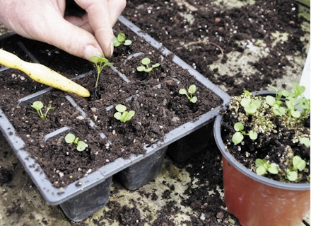 Carefully lift the seedling from the seed tray by its true leaves Carefully lift the seedling from the seed tray by its true leaves