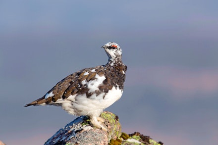 Ptarmigan Ptarmigan