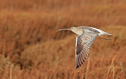 Curlew Curlew