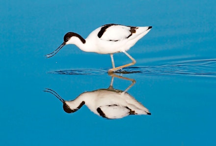 Avocet Avocet