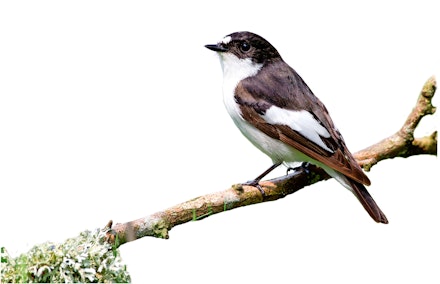 Pied Flycatcher Pied Flycatcher