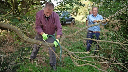 Sawing a fallen tree Sawing a fallen tree