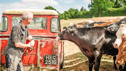 Cow licking a Land Rover Cow licking a Land Rover