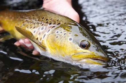 Within a short distance, though, fish start to appear, normally brown trout Within a short distance, though, fish start to appear, normally brown trout