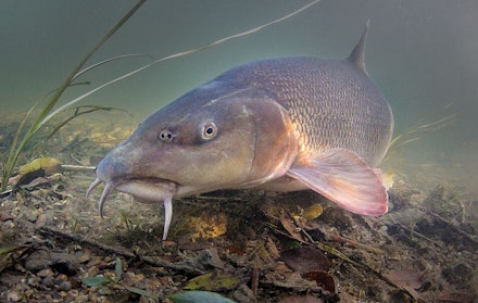 The barbel zone The barbel zone