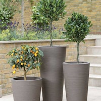 Stewart Varese Planters