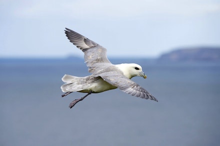 Fulmar Fulmar