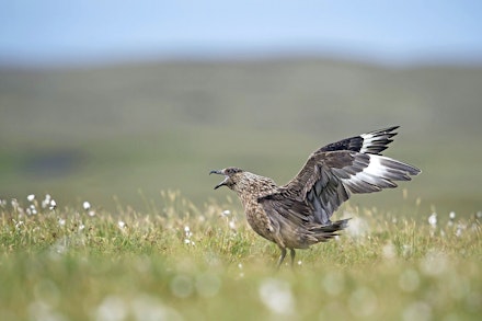 Great Skua Great Skua