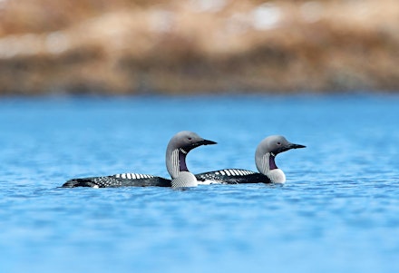Black-throated Diver Black-throated Diver