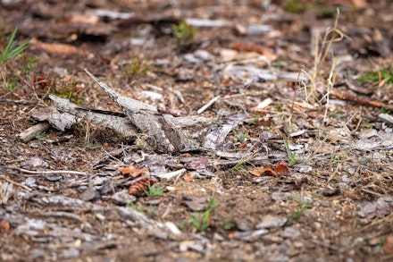 Nightjar Nightjar