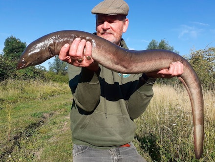 This 10lb 2oz eel secured Steve Pitts second place in this year's Drennan Cup This 10lb 2oz eel secured Steve Pitts second place in this year's Drennan Cup