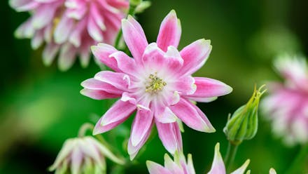 Aquilegia 'Nora Barlow' Aquilegia u2018Nora Barlowu2019