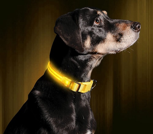 Illumiseen LED Dog Collar